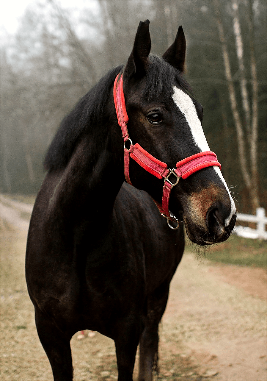 Macho the horse